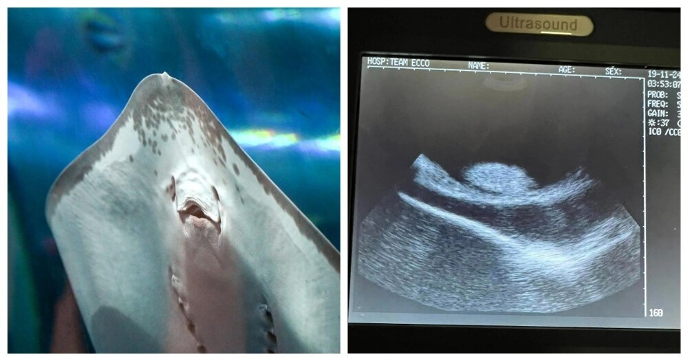 Pregnant Stingray at North Carolina Aquarium Shocks Staff