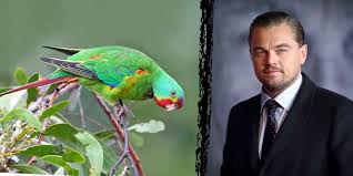 Leonardo DiCaprio urges end to native forest logging in Australia to protect swift parrot habitat